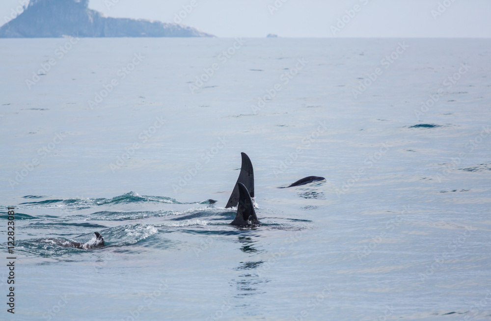 Fototapeta premium Orca