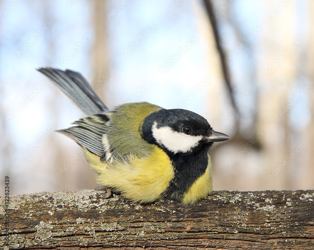 Naklejka premium Titmouse
