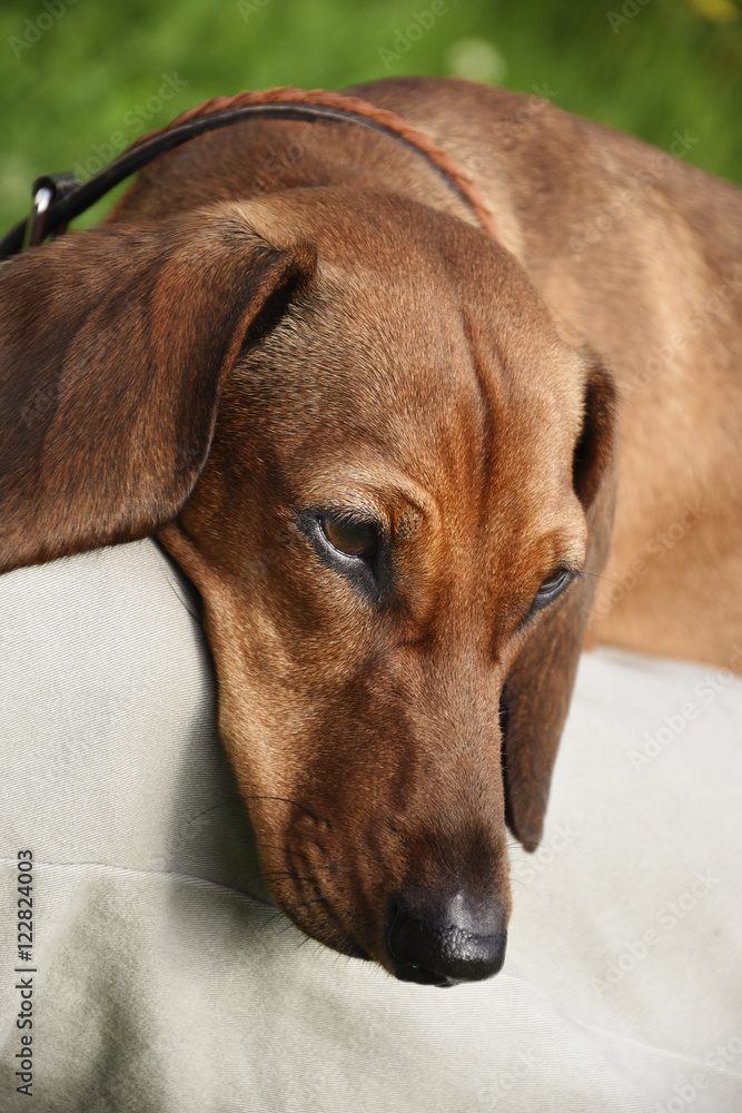 Dog resting on the lap of the owner