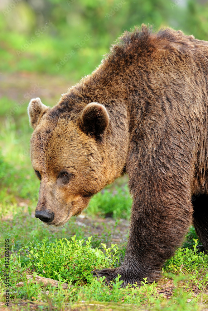 brown bear portrait. big male brown bear. adult male bear