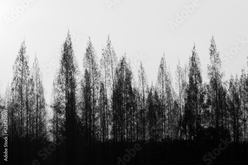 Black and white pine trees row with bright sky.