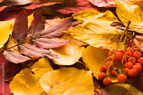 Colorful background of fallen autumn leaves
