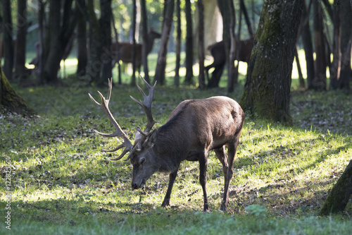 Fototapeta Naklejka Na Ścianę i Meble -  Rothirsch Brunft