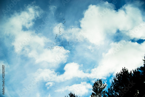 Birds flying to the warm countries