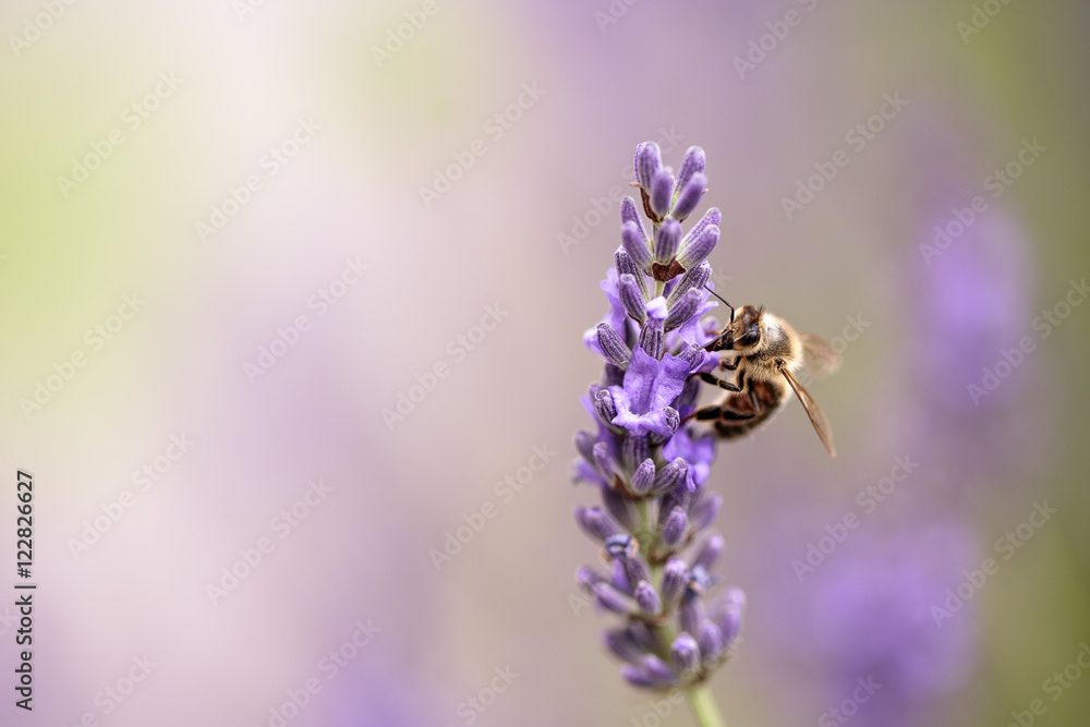 Honeybee on Beautiful Lavender blooming in early summer Honeybee on Beautiful Lavender blooming in early summer