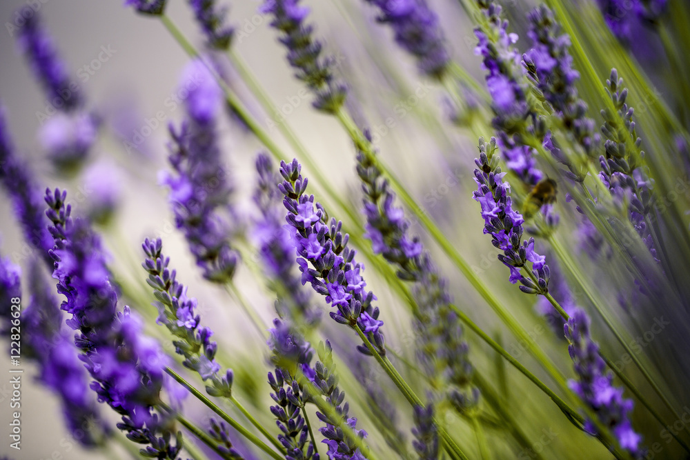 Fototapeta premium Beautiful Lavender blooming in early summer