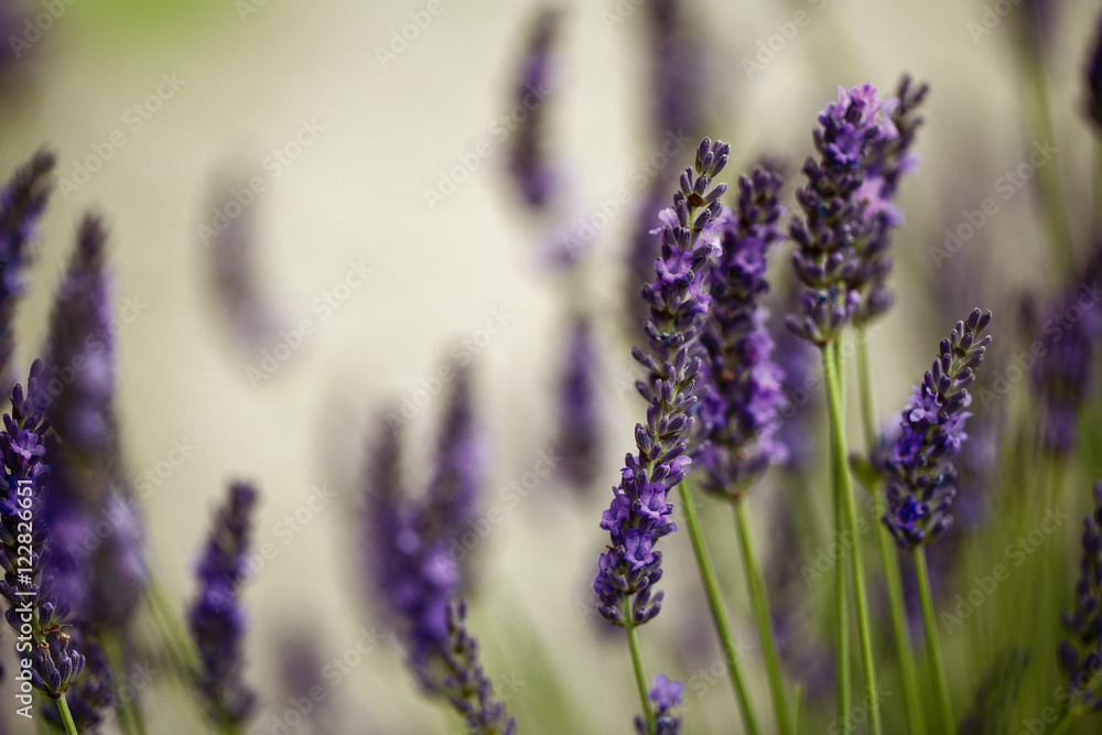Naklejka premium Beautiful Lavender blooming in early summer