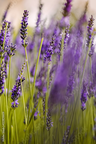Beautiful Lavender blooming in early summer