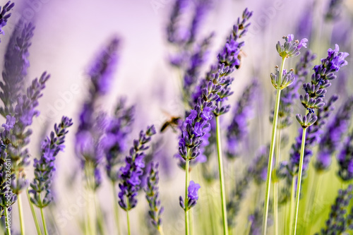 Beautiful Lavender blooming in early summer © Nailia Schwarz