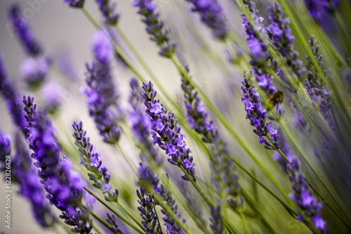 Fototapeta Naklejka Na Ścianę i Meble -  Beautiful Lavender blooming in early summer