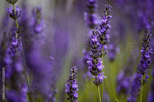 Fototapeta Naklejka Na Ścianę i Meble -  Beautiful Lavender blooming in early summer