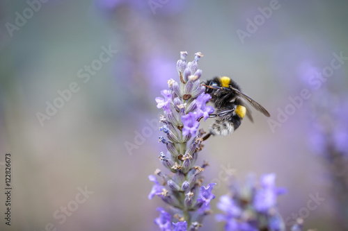 Bumblebee on Beautiful Lavender blooming in early summer