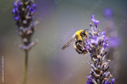 Bumblebee on Beautiful Lavender blooming in early summer © Nailia Schwarz