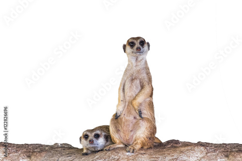 Obraz na plátně Meerkat (Suricate) in white background