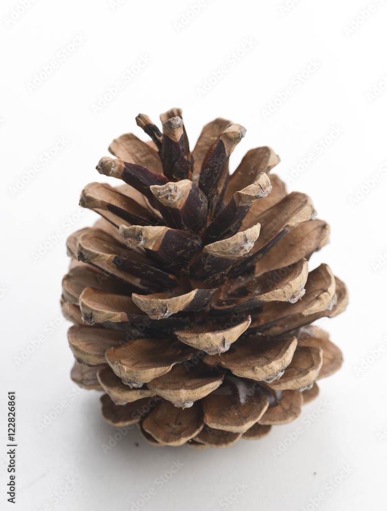 pine cone pine cone