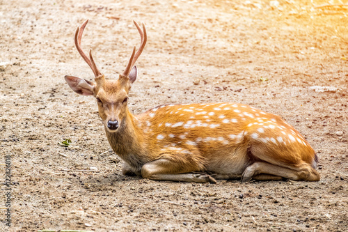 Male chital or cheetal deer  Axis axis  in sunlight