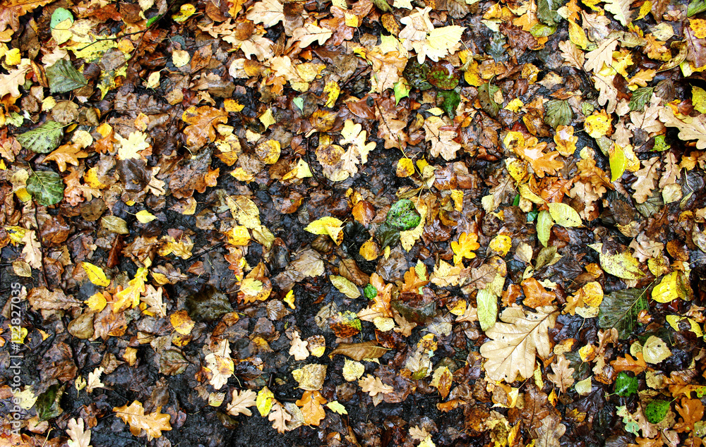 Autumn wet leaves Autumn wet leaves