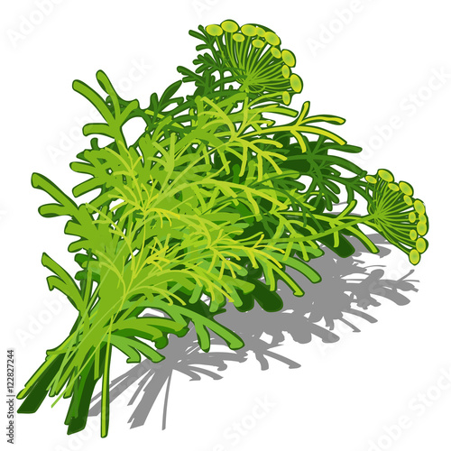 Bunch of dill on white background, food concept