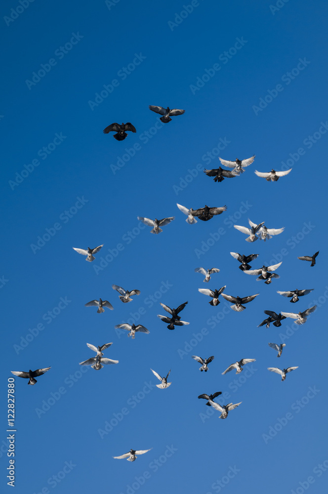 Fototapeta premium pigeons flight