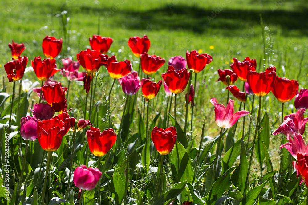 Obraz premium Tulips. Beautiful bouquet of tulips. colorful tulips. tulips in spring,colourful tulip,fields of tulips