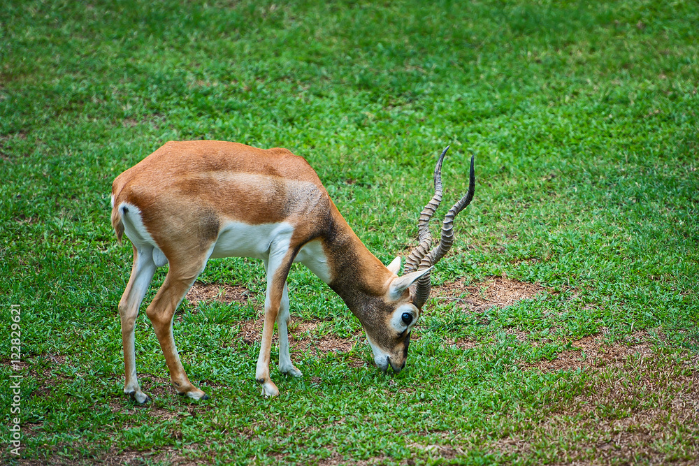 springbok springbok