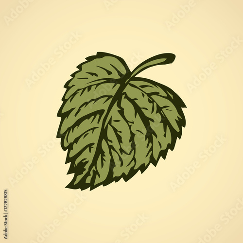 Hazelnut. Vector drawing