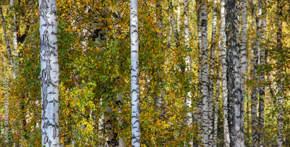 Fototapeta premium Tall slender white birch trunks in a golden dress Russian autum
