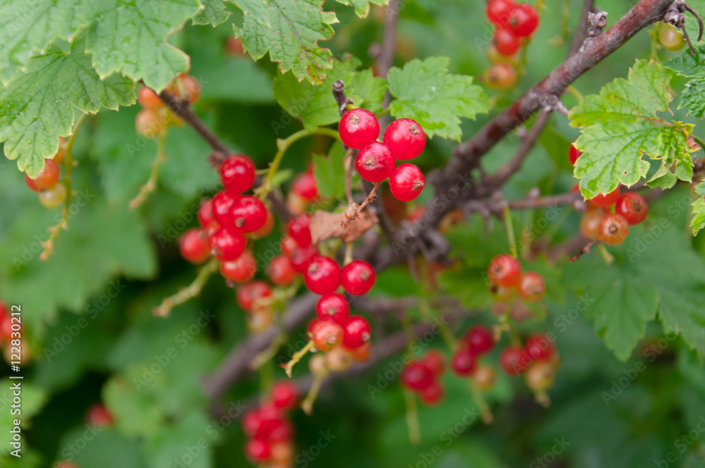 Ripe red currant berries on bush branches with green leaves, clo Ripe red currant berries on bush branches with green leaves, clo