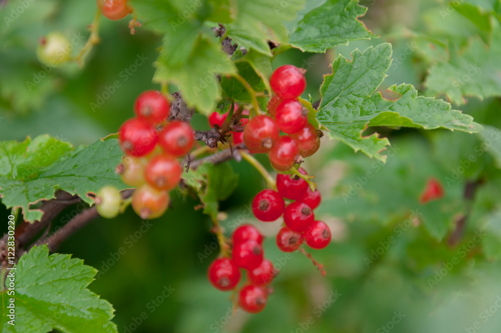 Ripe red currant berries on bush branches with green leaves, clo Ripe red currant berries on bush branches with green leaves, clo