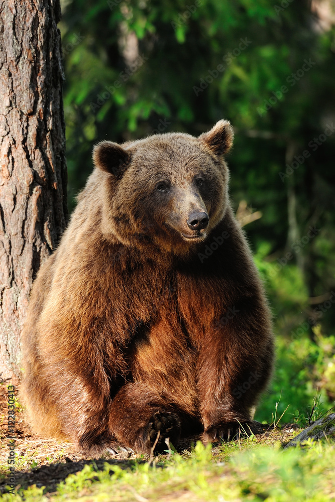 brown bear sitting against a tree brown bear sitting against a tree
