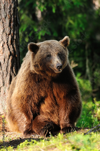 brown bear sitting against a tree