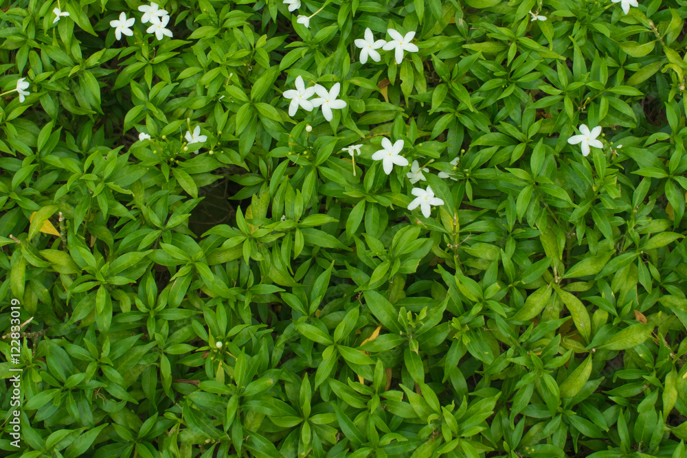 Inda flower with green leaves from top view with copy space Inda flower with green leaves from top view with copy space