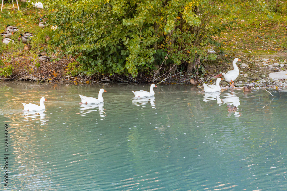 lined geese swimming in the river lined geese swimming in the river