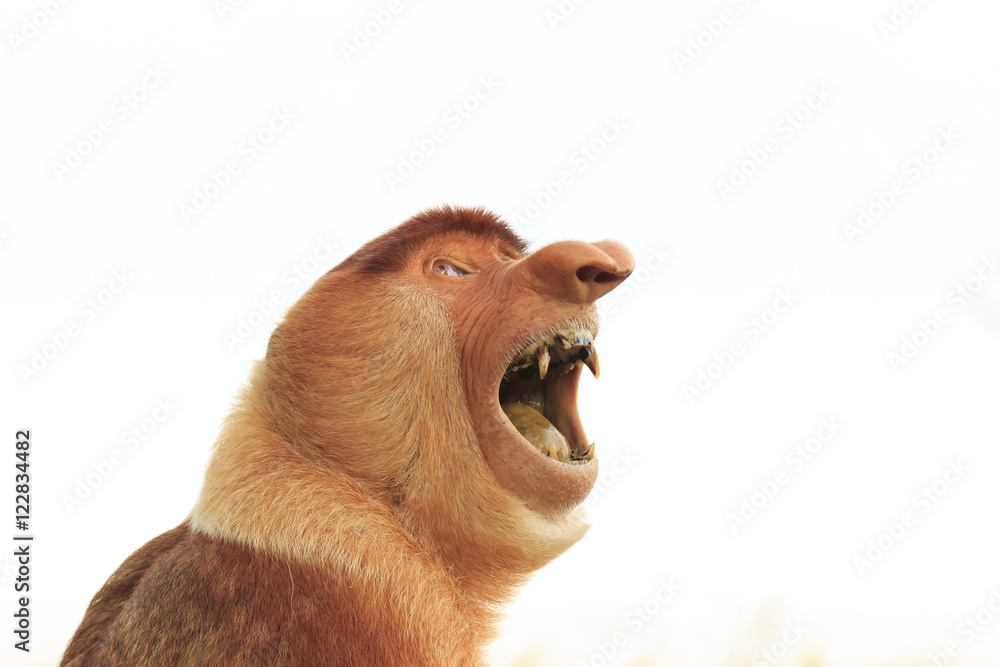 Fototapeta premium Proboscis Monkey. Big teeth and mouth. Monkey isolated white background
