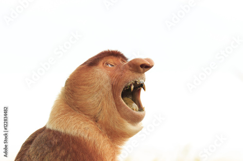 Proboscis Monkey. Big teeth and mouth. Monkey isolated white background photo
