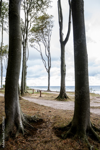 tall beech trees at the seaside, vertical