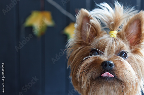 Yorkshire Terrier coquettishly showing tongue