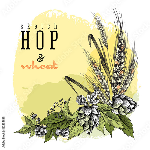 Wheat and beer hops branch with wheat ears, hops leaves and cones. Sketch and engraving design hops plants angular frame. All element isolated.