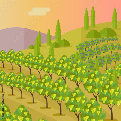 Rural Landscape with Vineyard