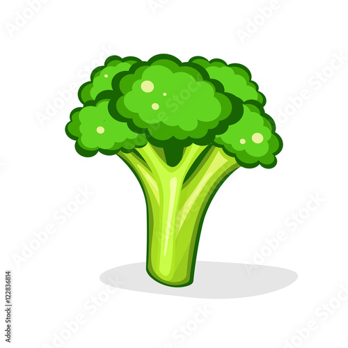 Broccoli. Vector illustration. isolated on white background. Fresh Vegetable. Vegetarian food