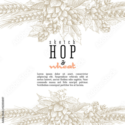 Wheat and beer hops branch with wheat ears, hops leaves and cones vector background. Sketch and engraving design layout, all element isolated.