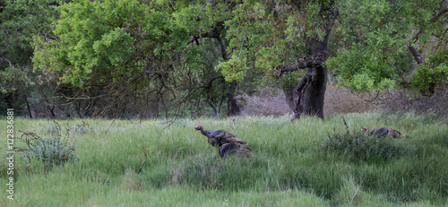 Wild Turkeys