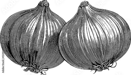 Vintage image onion photo