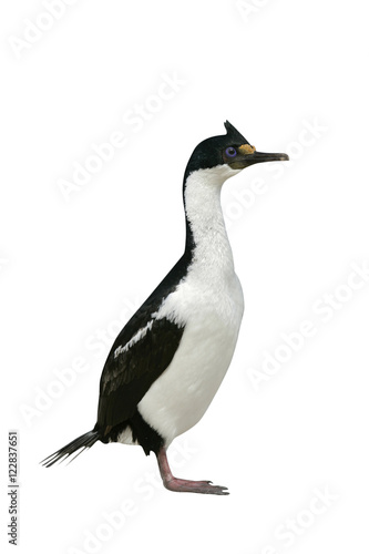 King cormorant, Phalacrocorax atriceps albiventer