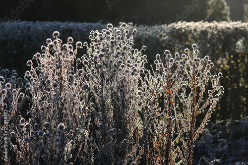 Winter im Naturgarten