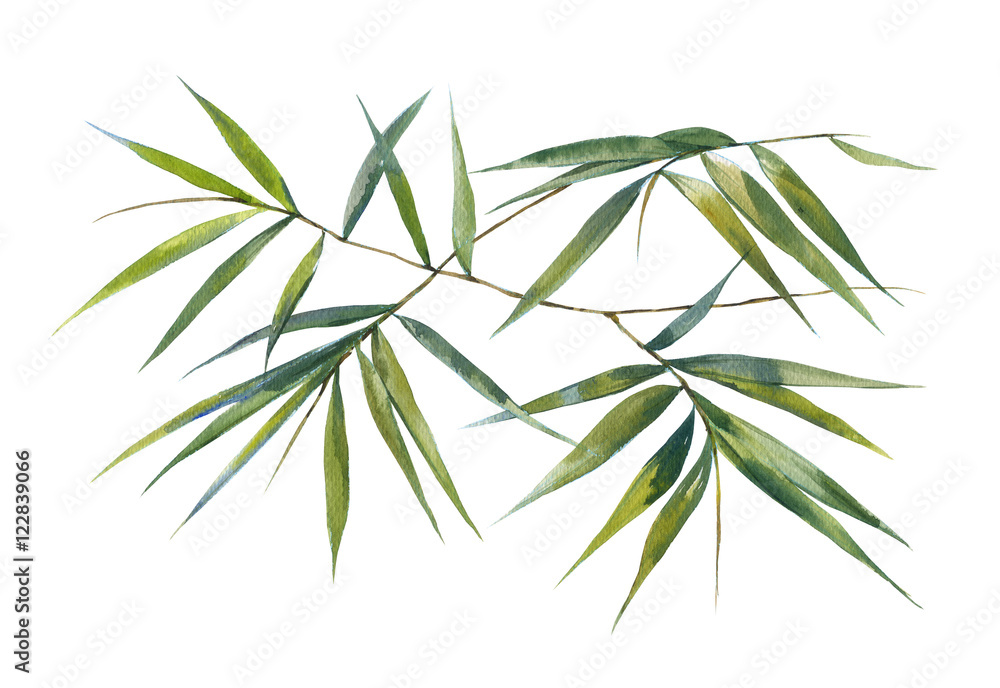 Watercolor illustration painting of bamboo leaves , on white background