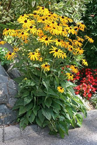 Photos Rudbeckia fulgida 'Goldsturm' also known as coneflowers or black