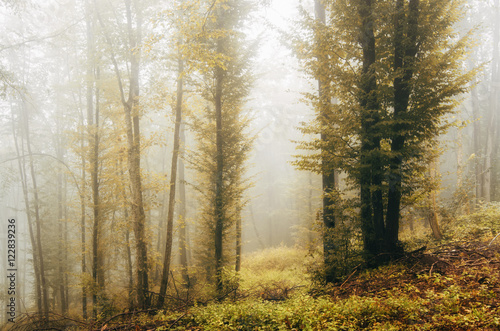 autumn colorful leaves on trees in forest © andreiuc88