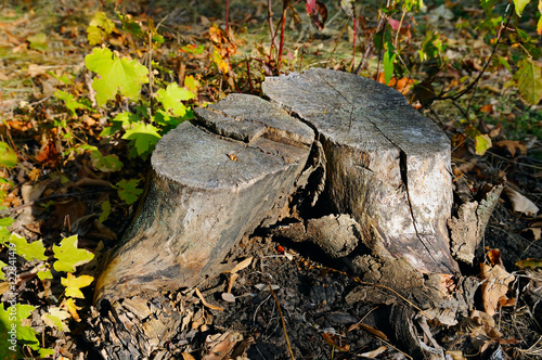 old maple tree stump in the autumn forest