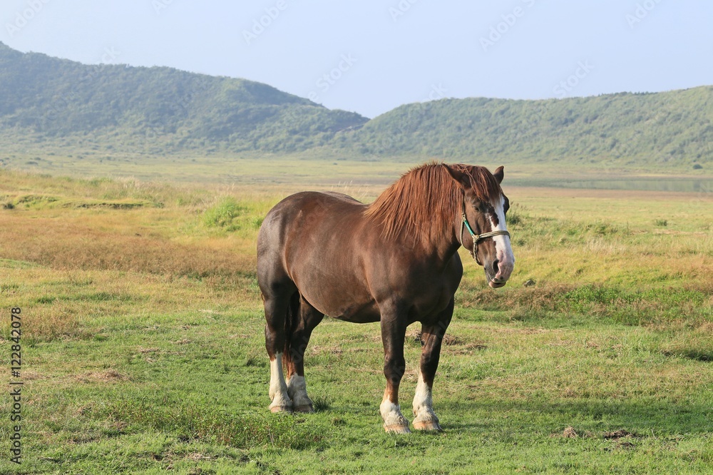 草千里の馬